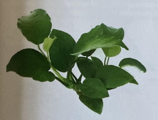 anubias barteri